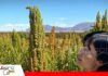 Investigación fortalece el reconocimiento científico de la quinua real boliviana La quinua real boliviana con características nutricionales frente a 8 países/ Foto: Internet