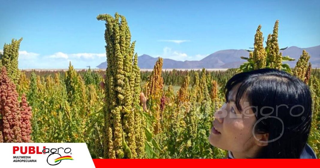 La quinua real boliviana con características nutricionales frente a 8 países/ Foto: Internet