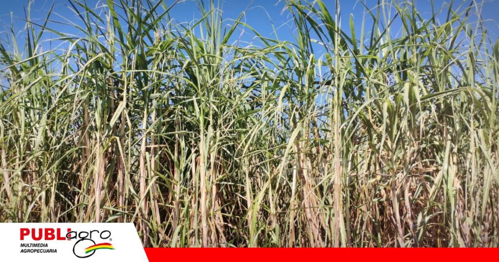 Resultado de trabajo realizado por La Calera/ Foto: Publiagro