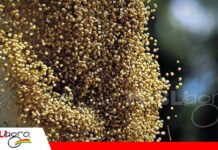 Retraso en certificados del INIAF dificulta exportaciones de semillas