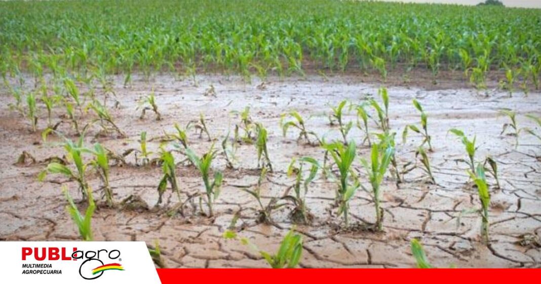 FOTO NOTAS WEB (28) Frente al Niño, el agro debe fortalecer su capacidad de respuesta/ Foto: Internet