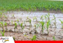 Preparación y monitoreo, la receta del agro frente al fenómeno de El Niño Frente al Niño, el agro debe fortalecer su capacidad de respuesta/ Foto: Internet