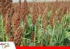 La plaga Siete de oro emerge como nueva preocupación en sorgo Sorgo bajo observación por incremento del siete de oro/ Foto: Internet