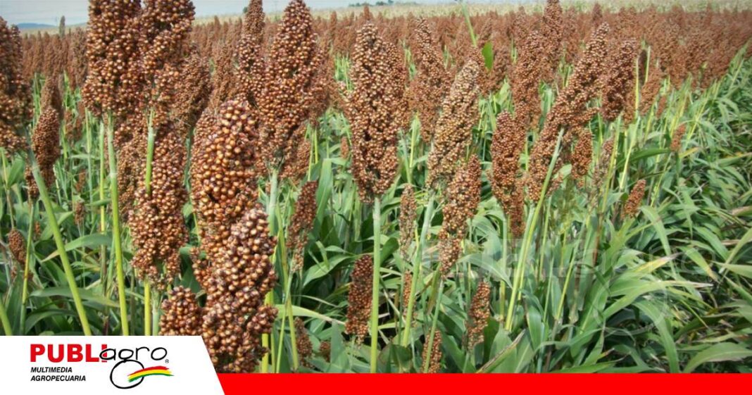 Sorgo bajo observación por incremento del siete de oro/ Foto: Internet