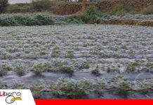 Heladas cubren de hielo cultivos del Valle Central de Tarija