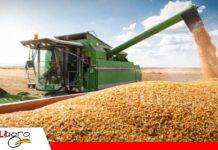 Crisis de diésel afecta planificación agrícola en el país Productores advierten impacto en la seguridad alimentaria/ Foto: Internet