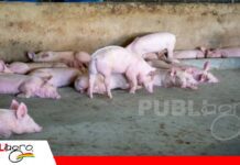Hungría sacrifica 3.000 cerdos tras confirmar su primer brote de Peste Porcina Africana en una granja comercial