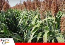 Campaña de invierno 2026 bajo presión por crisis de abastecimiento de diésel