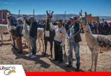 Genética y selección: eje central de la Expo Feria de camélidos 2026 en Llallagua