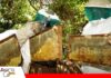 Sector apícola cruceño busca financiamiento para planta de 7 millones de dólares