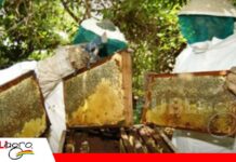 Sector apícola cruceño busca financiamiento para planta de 7 millones de dólares