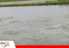 Pozas más profundas ayudan a proteger a los peces del invierno