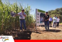 Día de Campo de Phertical y La Calera destacó el manejo del suelo en caña En una calita demostraron contenido de nutrientes en el suelo/ Foto: Publiagro