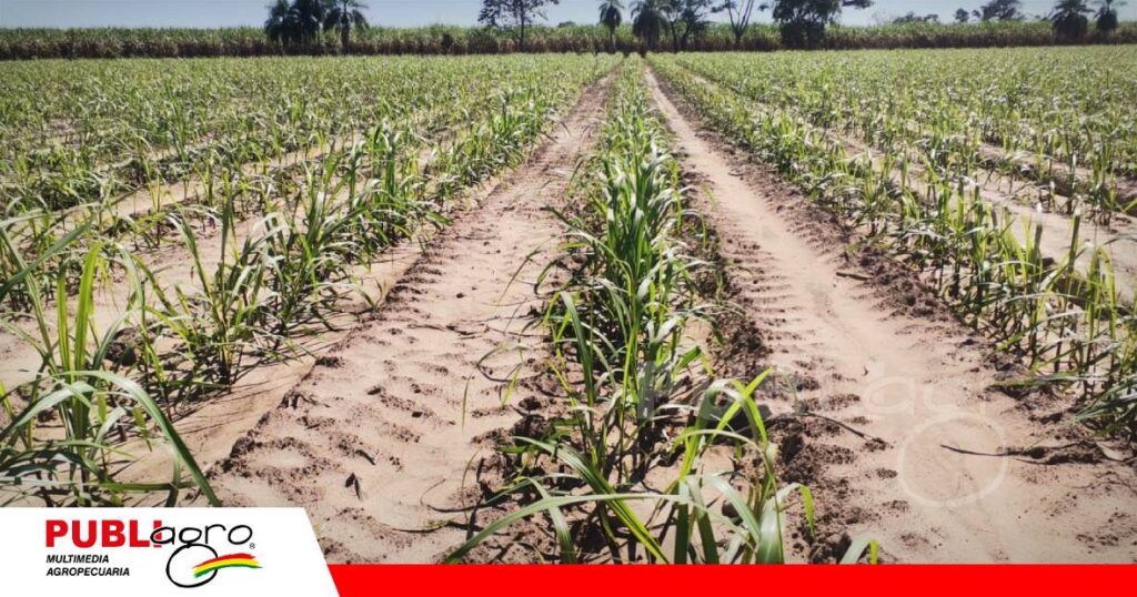 Se hizo aplicación de yeso agrícola en algunas parcelas/ Foto: Publiagro