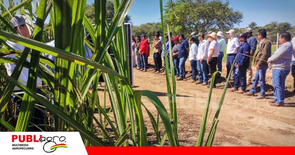 Más de 100 productores y técnicos participaron del dia de campo/ Foto: Publiagro