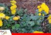 Del fruto a la flor: la apuesta que transformó una parcela Las plantaciones de claveles de Don Santos/ Foto: Red Valle Radio y TV