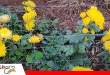 Del fruto a la flor: la apuesta que transformó una parcela Las plantaciones de claveles de Don Santos/ Foto: Red Valle Radio y TV