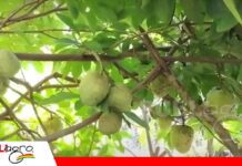 La chirimoya, una alternativa agrícola con potencial en Mairana Chirimoya del huerto de David Zeballos/ Foto: Red Valles Radio y Tv