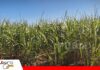 Don Manuel fortalece su producción cañera con mejoras en manejo de suelos Producción de caña en la propiedad Don Manuel/ Foto: Publiagro