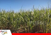 Don Manuel fortalece su producción cañera con mejoras en manejo de suelos Producción de caña en la propiedad Don Manuel/ Foto: Publiagro
