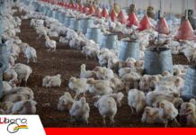 La proteína que realmente aprovechan aves y porcinos marca la diferencia en la productividad