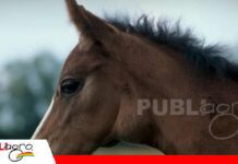 Adenitis equina: la enfermedad respiratoria altamente contagiosa que amenaza a los caballos