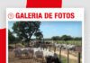 📷Galería de fotos | Día de Campo: Ganado en confinamiento