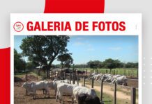 📷Galería de fotos | Día de Campo: Ganado en confinamiento