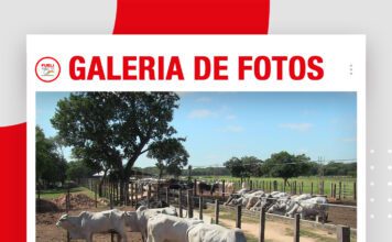 📷Galería de fotos | Día de Campo: Ganado en confinamiento
