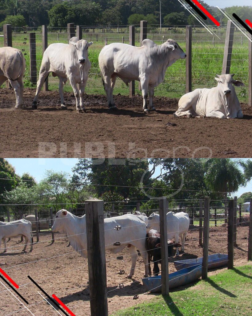 Día-de-Campo-Ganado-en-confinamiento17