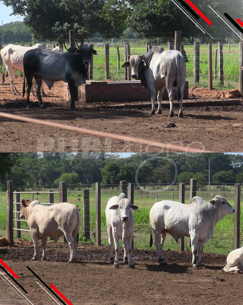 Día-de-Campo-Ganado-en-confinamiento18