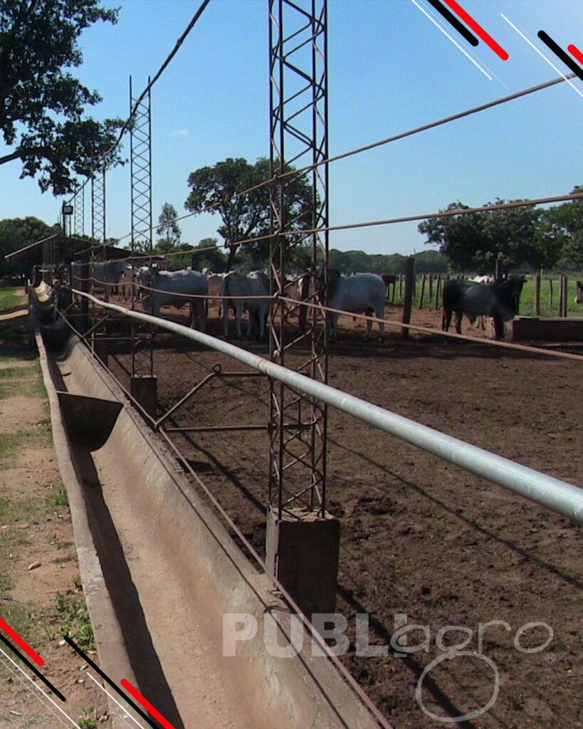Día-de-Campo-Ganado-en-confinamiento19
