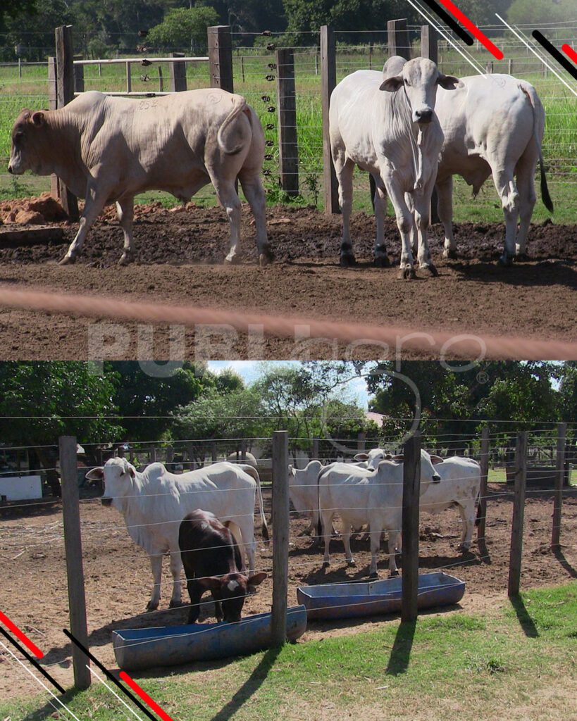 Día-de-Campo-Ganado-en-confinamiento21