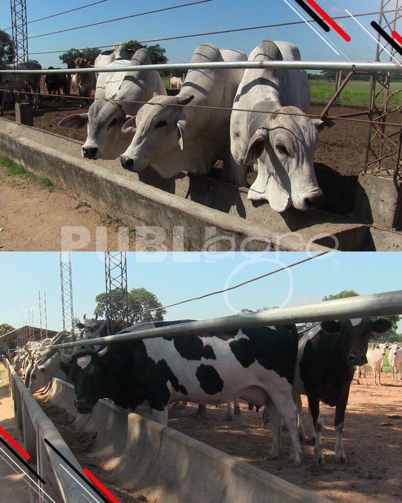 Día-de-Campo-Ganado-en-confinamiento26