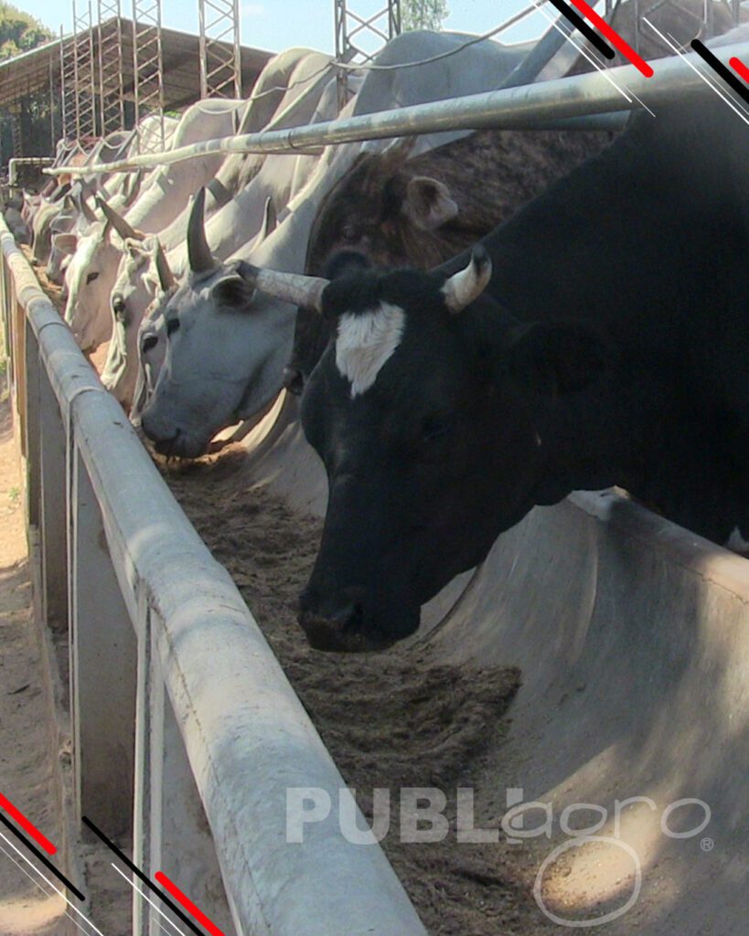 Día-de-Campo-Ganado-en-confinamiento27