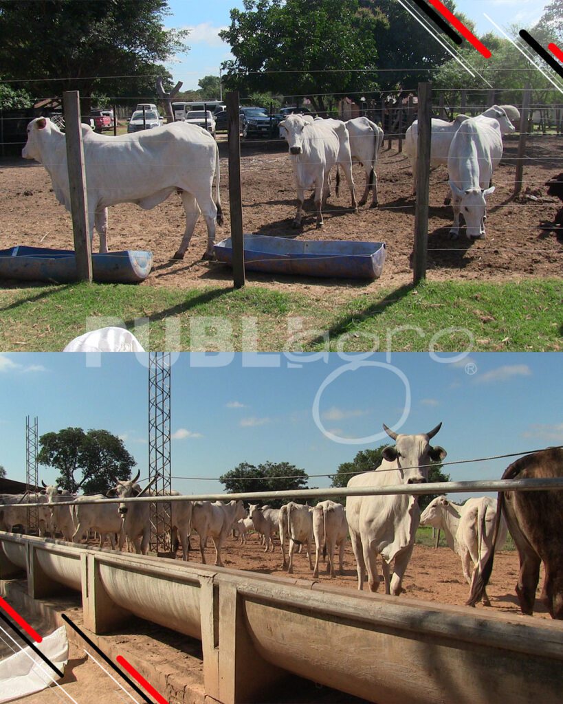 Día-de-Campo-Ganado-en-confinamiento28