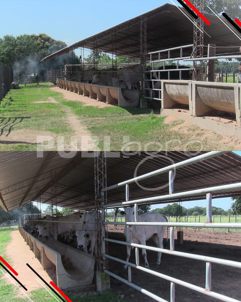 Día-de-Campo-Ganado-en-confinamiento29