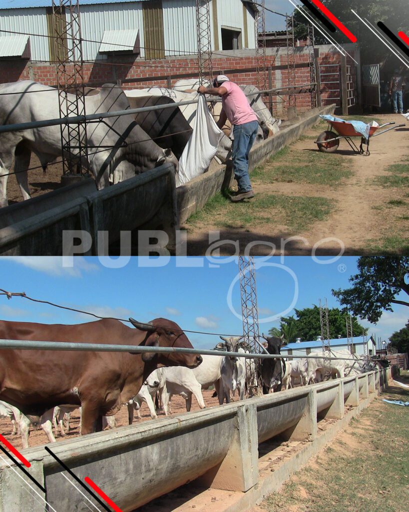 Día-de-Campo-Ganado-en-confinamiento30