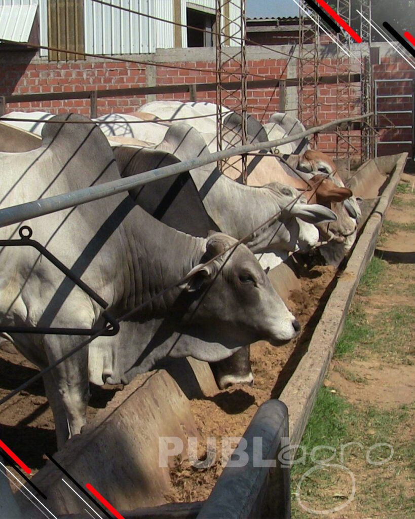 Día-de-Campo-Ganado-en-confinamiento31