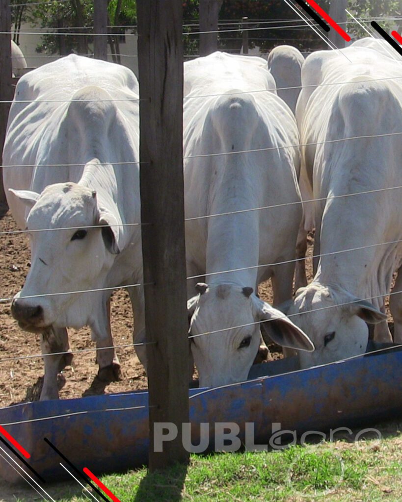 Día-de-Campo-Ganado-en-confinamiento32