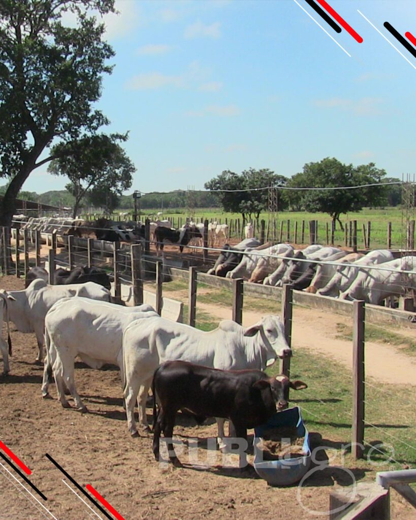 Día-de-Campo-Ganado-en-confinamiento33
