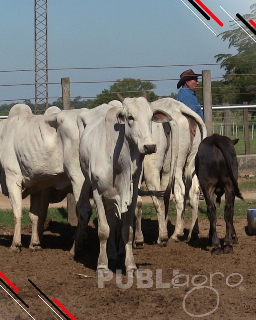 Día-de-Campo-Ganado-en-confinamiento35