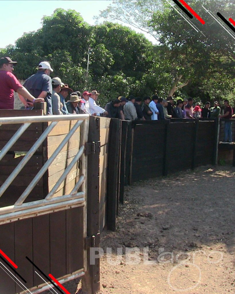 Día-de-Campo-Ganado-en-confinamiento37