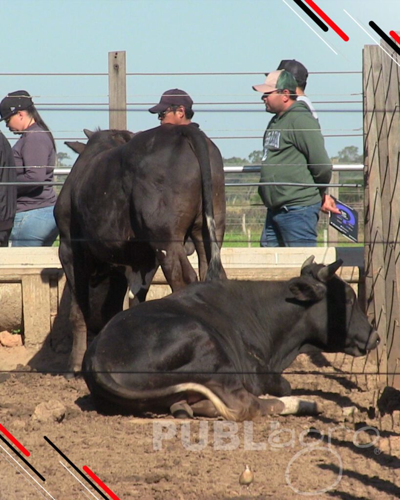 Día-de-Campo-Ganado-en-confinamiento38