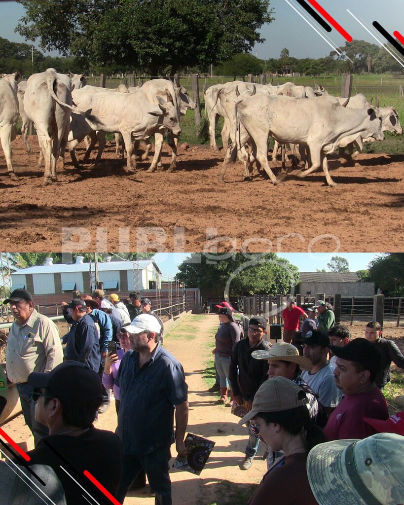 Día-de-Campo-Ganado-en-confinamiento40