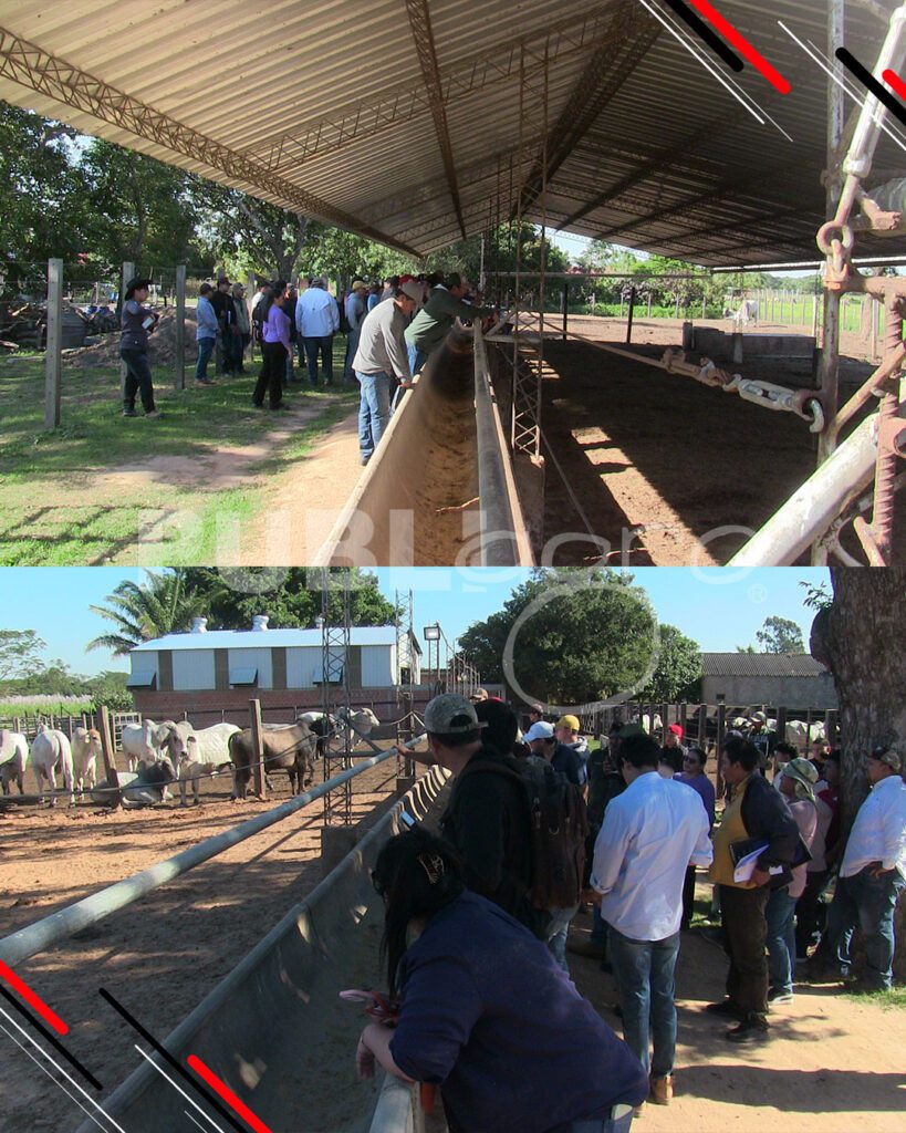Día-de-Campo-Ganado-en-confinamiento41