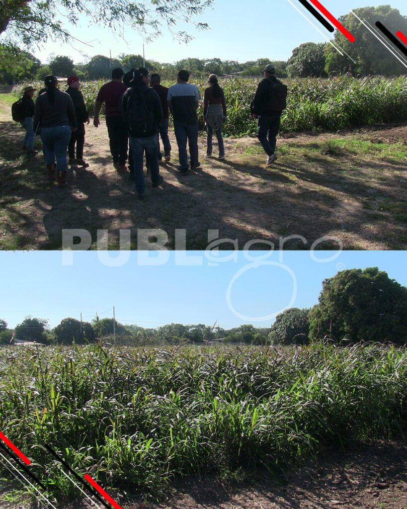 Día-de-Campo-Ganado-en-confinamiento42