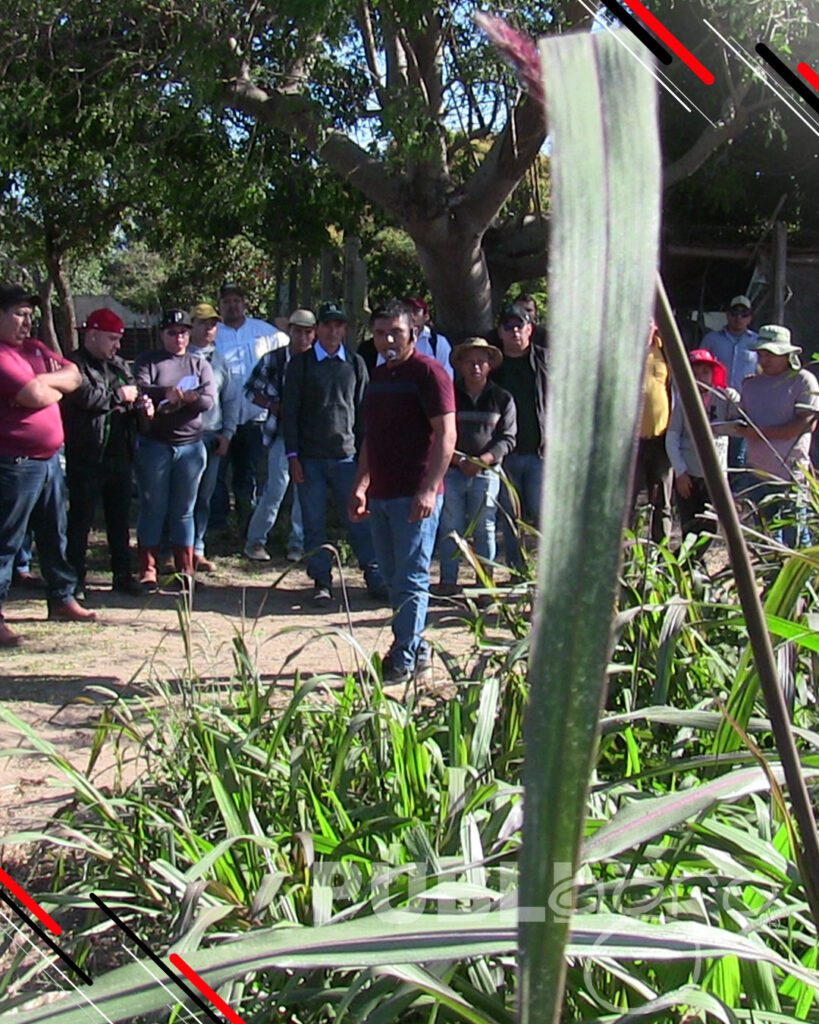 Día-de-Campo-Ganado-en-confinamiento43