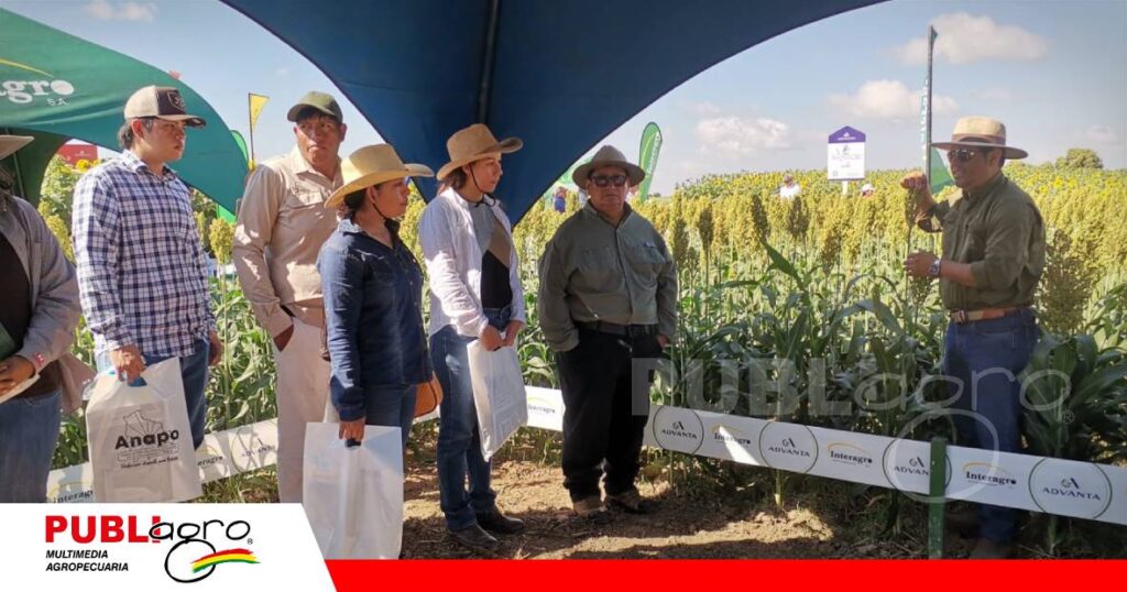 Sorgo Sentinel y Halifax / Foto: Publiagro