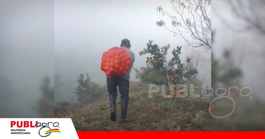 Productores citrícolas de Padcaya donan 10.000/ Foto: Subgobernación de Padcaya
